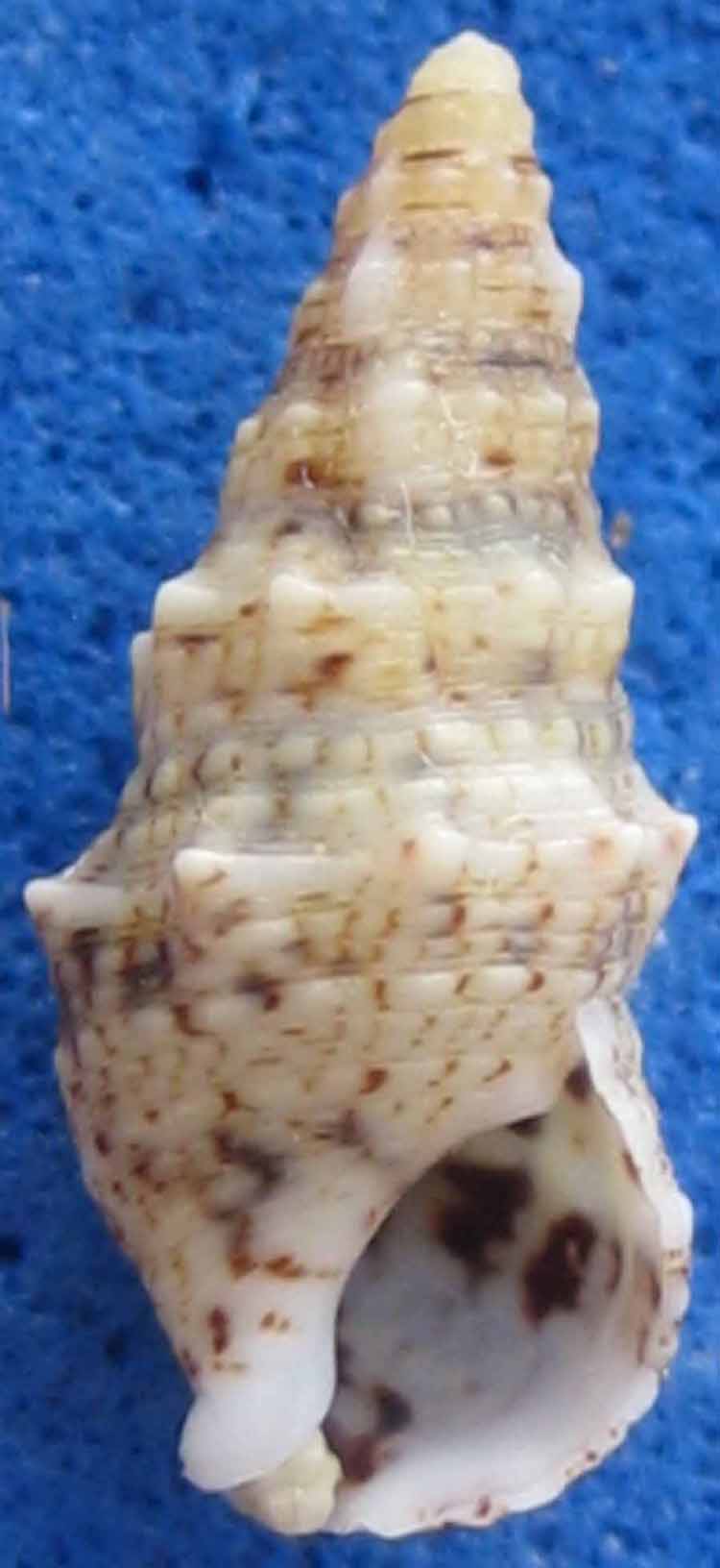 cerithium rupestre 2 sensu scunciglio